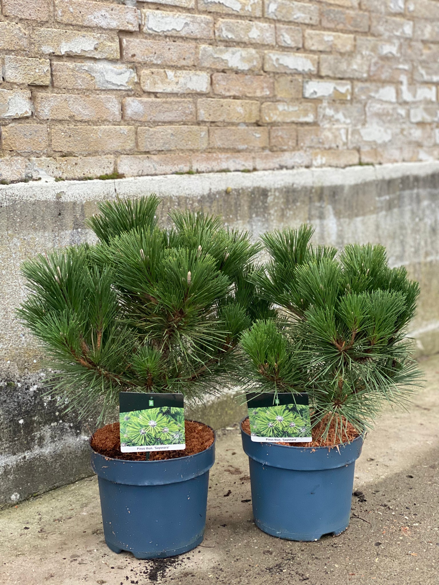 PINUS THINBERGII ‘Sayonara’ / 70cm